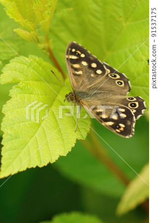 Vertical closeup on a brown speckled wood, Pararge aegeria , sitting on a lightgreen foliage 91537175
