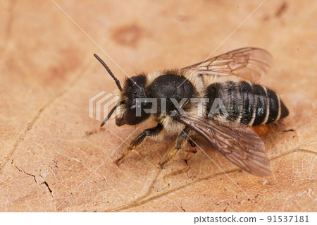 Detailed closeup on a fresh emerged female Willowherb leafcutter bee, Megachile lapponica sitting on a dried leaf 91537181