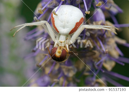 Closeup on a goldenrod crab spider , Misumena vatia eating a Marmalade hoverfly, Episyprhus balteatus Closeup on a goldenrod crab spider , Misumena vatia eating a Marmalade hoverfly, Episyprhus balteatus 91537193