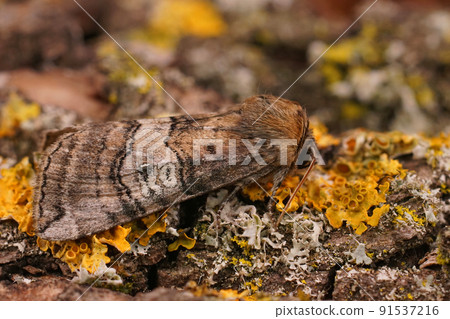 Closeup on the figure of eighty moth, Tethea occularis sitting on a piece of wood Closeup on the figure of eighty moth, Tethea occularis sitting on a piece of wood 91537216