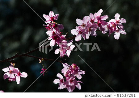 櫻花 櫻花 91537291