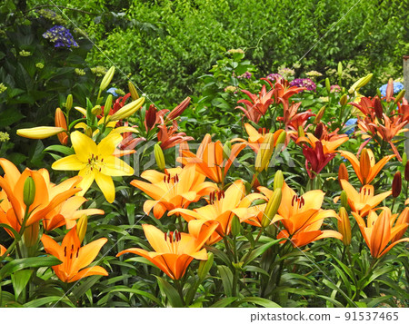 A gorgeous large orange lily flower that blooms in summer A gorgeous large orange lily flower that blooms in summer 91537465