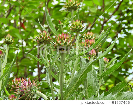 Cardoon that is also edible for perennials of the Asteraceae family Cardoon that is also edible for perennials of the Asteraceae family 91537466