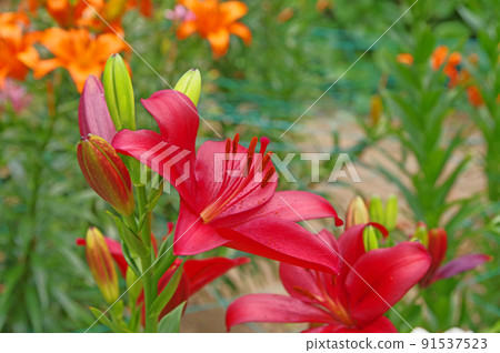 Lilium maculatum with large bright red flowers Lilium maculatum with large bright red flowers 91537523