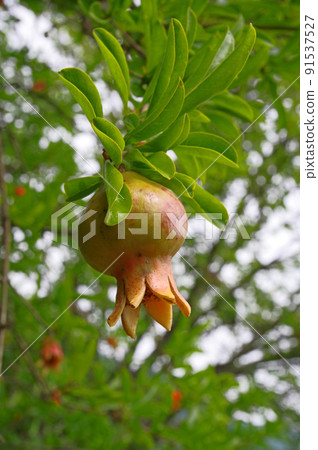 Lythraceae fruit tree pomegranate with immature fruits 91537527