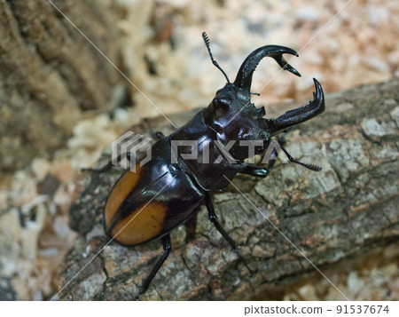 Parry Futamata stag beetle 91537674