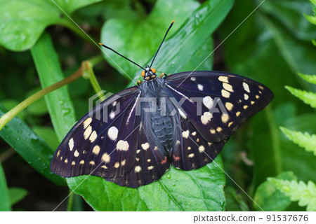 Oomurasaki (female) 91537676