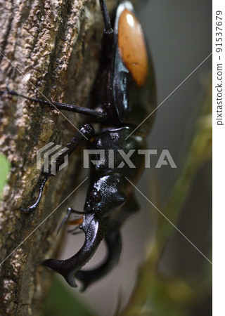 Parry Futamata stag beetle 91537679