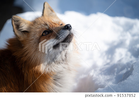 Red fox on the snow Winter animals Red fox on the snow Winter animals 91537852