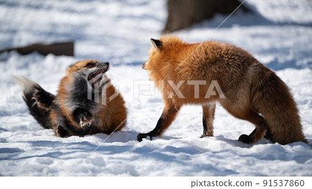 Red fox on the snow Winter animals Red fox on the snow Winter animals 91537860