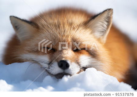 雪地上的紅狐 冬季動物 雪地上的紅狐 冬季動物 91537876