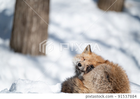 Red fox on the snow Winter animals Red fox on the snow Winter animals 91537884
