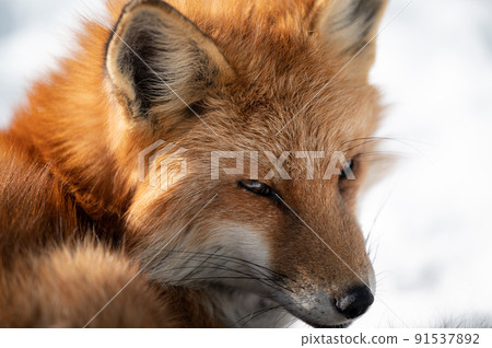 Red fox on the snow Winter animals Red fox on the snow Winter animals 91537892