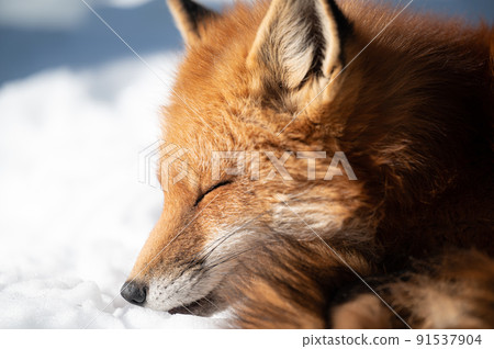 雪地上的紅狐 冬季動物 雪地上的紅狐 冬季動物 91537904
