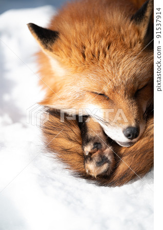 雪地上的紅狐 冬季動物 雪地上的紅狐 冬季動物 91537914