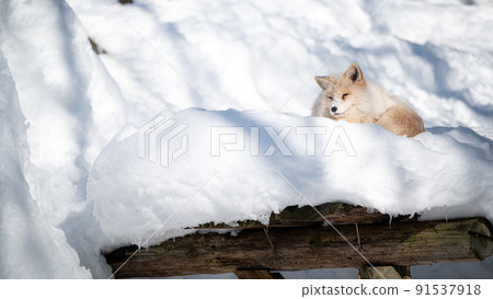 Arctic fox on the snow Winter animals Arctic fox on the snow Winter animals 91537918
