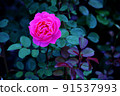 一朵美麗的站立玫瑰 91537993