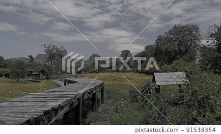 Landscape of yellow Cosmos sulphureus flower in Asian agricultures farms.Sad black and white concept Landscape of yellow Cosmos sulphureus flower in Asian agricultures farms.Sad black and white concept 91538354