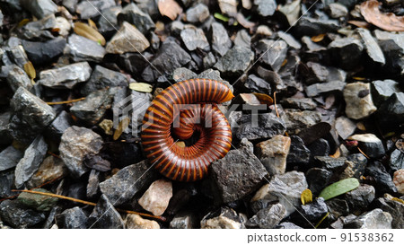 Millipedes are an order of invertebrates belonging to the phylum Arthropoda Millipedes are an order of invertebrates belonging to the phylum Arthropoda 91538362
