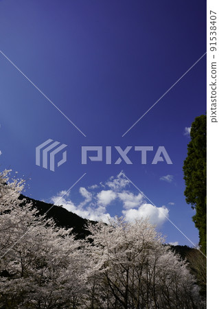 Cherry blossoms and blue sky Cherry blossoms and blue sky 91538407