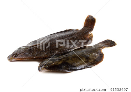 Rock sole. Flounder variety Rock sole. Flounder variety 91538497