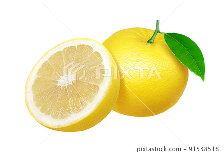 Grapefruit illustration real set 91538518