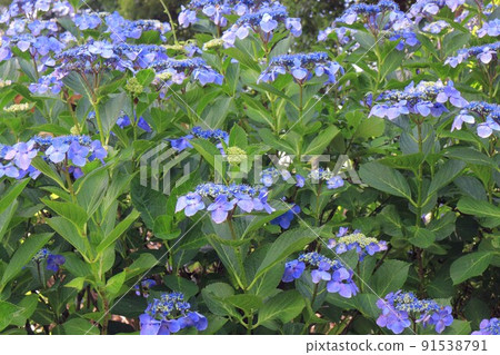 Gaku hydrangea flower Gaku hydrangea flower 91538791