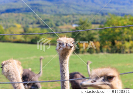 Ostrich ranch "Hokkaido" in the back of Mt. Yotei Ostrich ranch "Hokkaido" in the back of Mt. Yotei 91538831