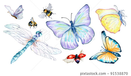 Set of grassland insects watercolor illustration on white. Set of grassland insects watercolor illustration on white. 91538870