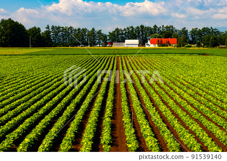 A vast field and farmhouse that spreads straight through Hokkaido in early summer A vast field and farmhouse that spreads straight through Hokkaido in early summer 91539140