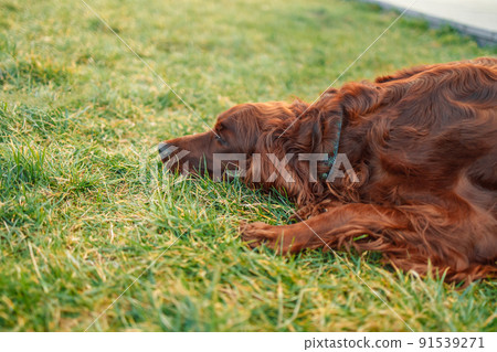 Happy adorable red Irish setter dog sleep in green grass, keeping its ear up. Sunny spring day in park. 91539271
