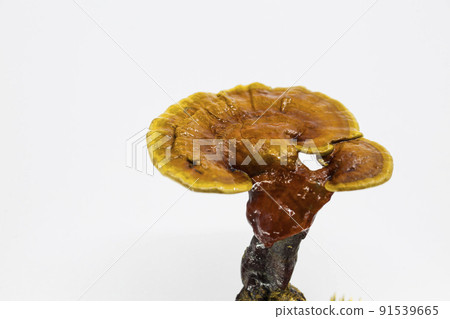 mushroom 91539665