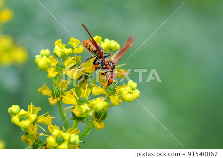 Polistes jokahamae Polistes jokahamae 91540067