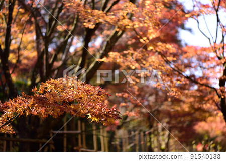 關山寺的秋葉 91540188