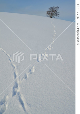 Lost items on a winter morning Lost items on a winter morning 91540224