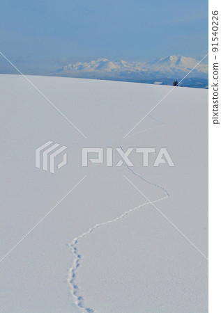 Footprints of foxes in the snowfield Footprints of foxes in the snowfield 91540226