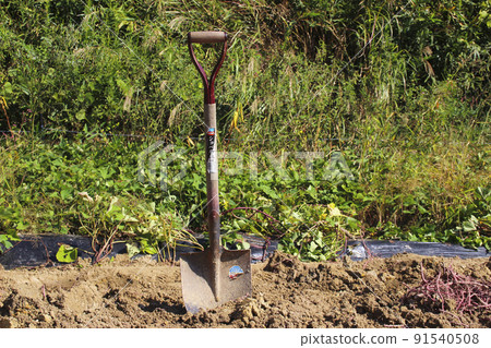 Sweet potato field and excavator Sweet potato field and excavator 91540508