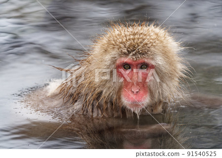 Japanese monkeys in hot springs Japanese monkeys in hot springs 91540525