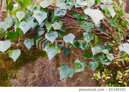Wall entwined with ivy ivy background material Wall entwined with ivy ivy background material 91540591