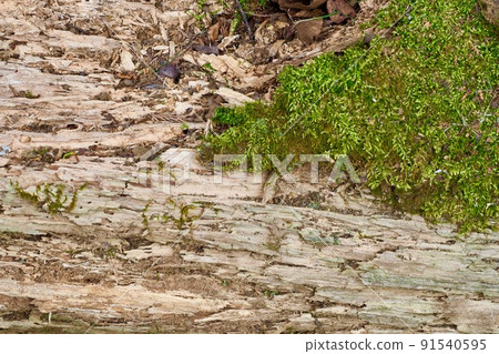 Decayed tree and moss Background material Decayed tree and moss Background material 91540595