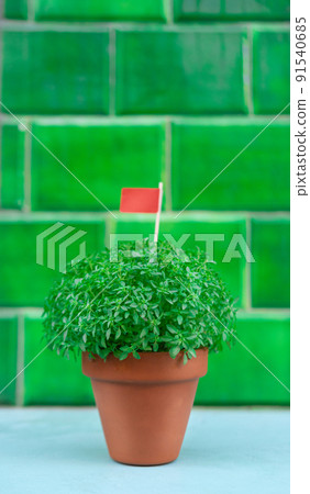 Manjerico plant with flag against green tile 91540685