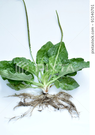 A bush of plantain grass with unblown flowers. A bush of plantain grass with unblown flowers. 91540701