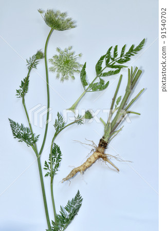 Separate stem with leaves, inflorescence and root of yarrow herb. Separate stem with leaves, inflorescence and root of yarrow herb. 91540702