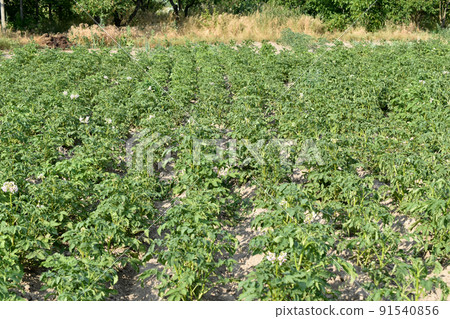 Green tops of potatoes growing in the garden. 91540856