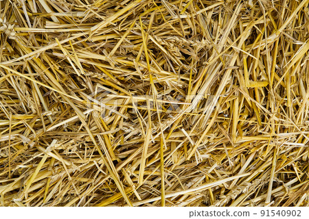 texture of dry straw. Yellow dry hay background close-up. texture of dry straw. Yellow dry hay background close-up. 91540902