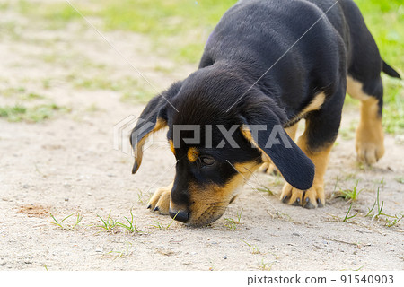 Dachshund puppy walks and explores. Not purebred puppy, cute pooch. 91540903