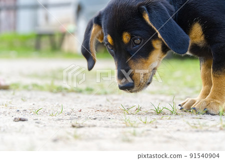 Dachshund puppy walks and explores. Not purebred puppy, cute pooch. Dachshund puppy walks and explores. Not purebred puppy, cute pooch. 91540904