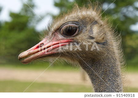 Portrait of a ostrich close-up. Ostrich head Struthio camelus. 91540918
