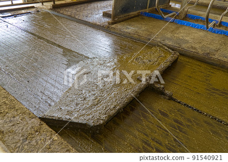 automation cleaning of faeces in dairy farm, agriculture industry. 91540921