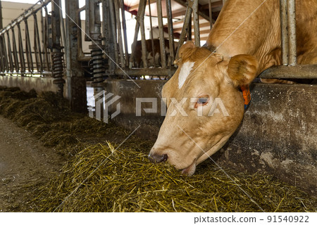 Orange Cows on Farm. Red cows eating hay in the stable at cowshed. Dairy cows on dairy farm, agriculture industry, farming and animal husbandry concept. 91540922